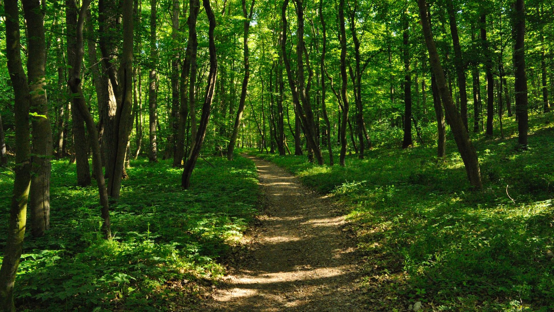 green grass and brown trees during daytime